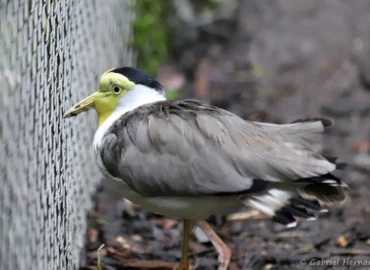 Vanneau soldat - Vanellus miles (ZooParc de Beauval, mai 2025)