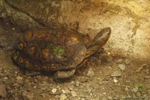 Tortue forestière peinte - Rhinoclemmys pulcherrima (ZooParc de Beauval, mai 2025)