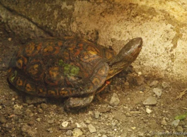 Tortue forestière peinte - Rhinoclemmys pulcherrima (ZooParc de Beauval, mai 2025)