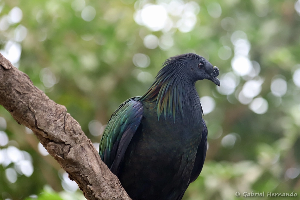 Nicobar à camail - Caloenas nicobarica (ZooParc de Beauval, mai 2025)
