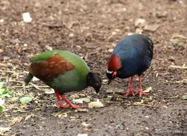 Roulroul couronné femelle et mâle - Rollulus rouloul (ZooParc de Beauval, mai 2025)
