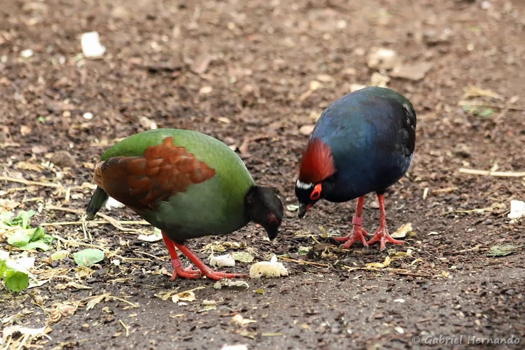 Roulroul couronné femelle et mâle - Rollulus rouloul (ZooParc de Beauval, mai 2025)