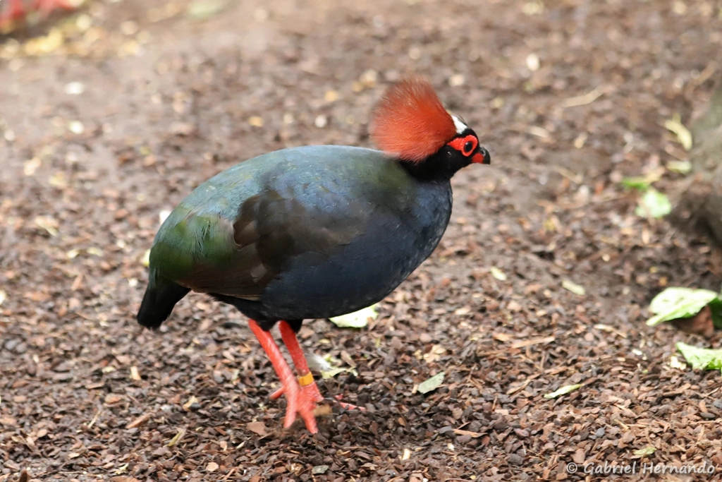 Roulroul couronné mâle - Rollulus rouloul (ZooParc de Beauval, mai 2025)