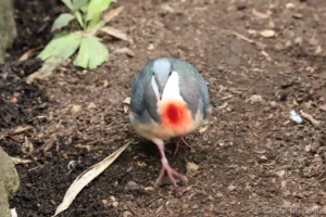 Gallicolombe poignardée - Gallicolumba luzonica (ZooParc de Beauval, mai 2025)