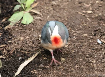 Gallicolombe poignardée - Gallicolumba luzonica (ZooParc de Beauval, mai 2025)