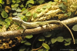 Japalura splendida (ZooParc de Beauval, mai 2025)