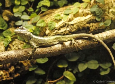 Japalura splendida (ZooParc de Beauval, mai 2025)