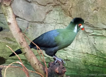 Touraco à joues blanches - Menelikornis leucotis (ZooParc de Beauval, mai 2025)