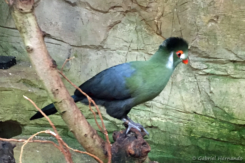 Touraco à joues blanches - Menelikornis leucotis (ZooParc de Beauval, mai 2025)