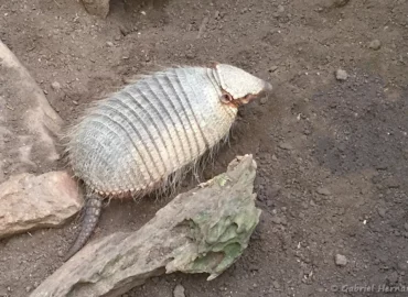 Grand tatou velu - Chaetophractus villosus (ZooParc de Beauval, mai 2025)