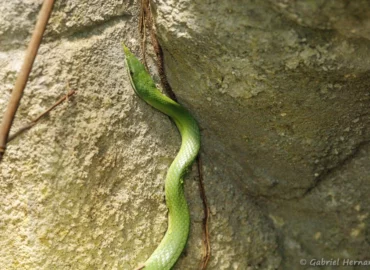 Serpent Ratier-Rhinocéros - Gonyosoma boulengeri (ZooParc de Beauval, mai 2025)