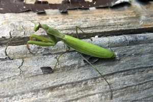 Mante religieuse - Mantis religiosa (Vernon, mai 2022)