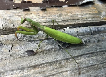 Mante religieuse - Mantis religiosa (Vernon, mai 2022)