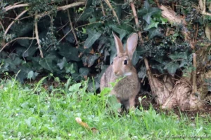 Lapin de garenne ou Lapin commun - Oryctolagus cuniculus (Vernon, août 2023)