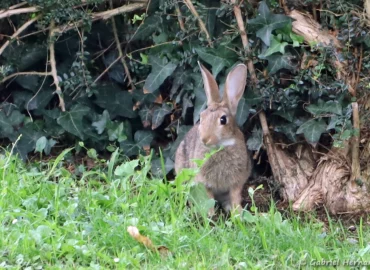 Lapin de garenne ou Lapin commun - Oryctolagus cuniculus (Vernon, août 2023)