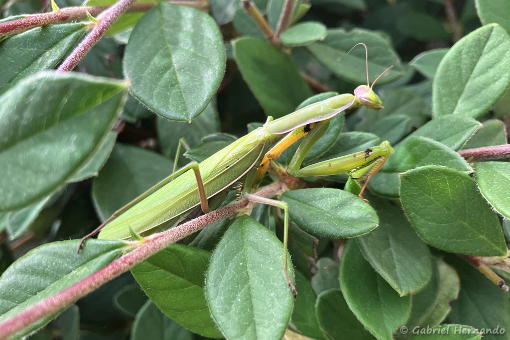 Mante religieuse - Mantis religiosa (Les Alluets Le Roi, septembre 2023)