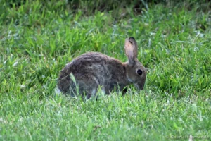 Lapin de garenne, Lapin commun - Oryctolagus cuniculus (lac des Bretonnières, Joué-lès-Tours, juin 2025)