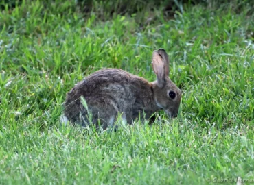 Lapin de garenne, Lapin commun - Oryctolagus cuniculus (lac des Bretonnières, Joué-lès-Tours, juin 2025)