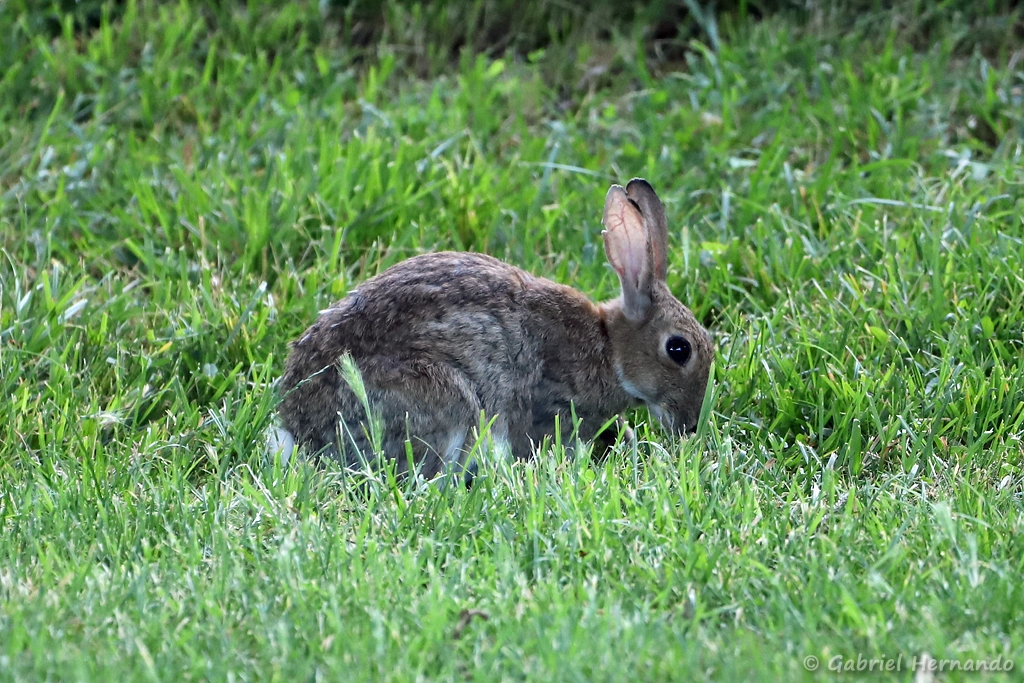 Lapin de garenne, Lapin commun - Oryctolagus cuniculus (lac des Bretonnières, Joué-lès-Tours, juin 2025)