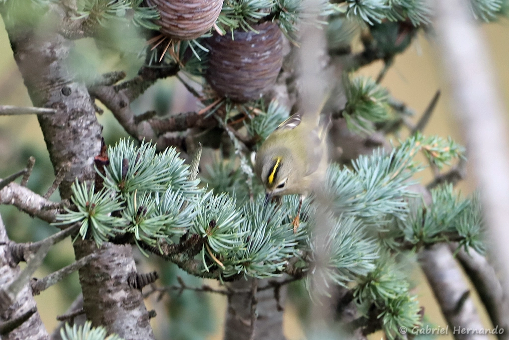 Roitelet huppé - Regulus regulus (Vernon, novembre 2025)