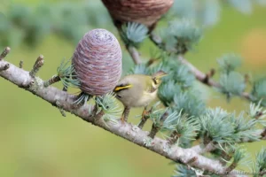 Roitelet huppé - Regulus regulus (Vernon, novembre 2025)