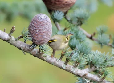 Roitelet huppé - Regulus regulus (Vernon, novembre 2025)